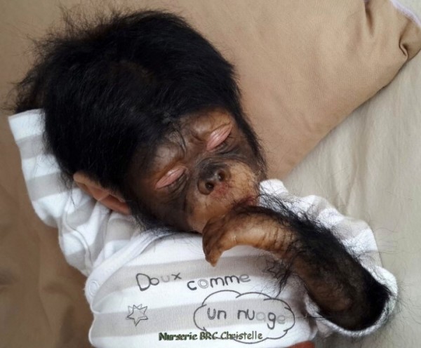 1A singe www.bebe-reborn-creation.fr (2)